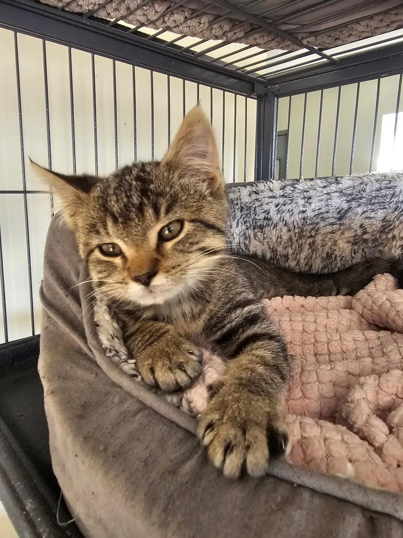 A baby medium-sized female Tabby (Brown / Chocolate) Domestic Short Hair cat named Jazzy for adoption in Denison, IA