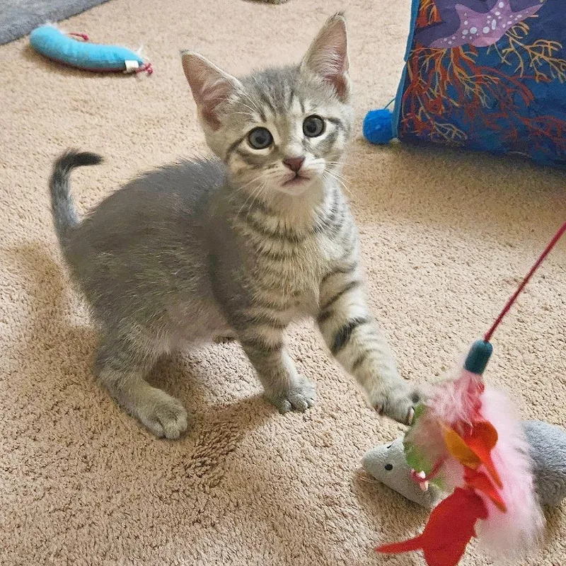 A baby small-sized male Gray / Blue / Silver Domestic Short Hair cat named Mochi for adoption in Flower Mound, TX