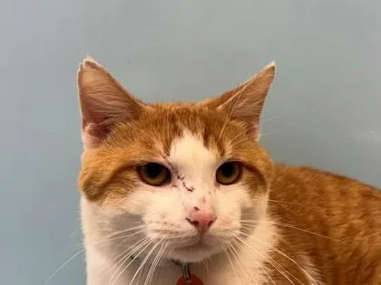 A young small-sized male Domestic Short Hair cat named Doc for adoption in Woodbury, MN