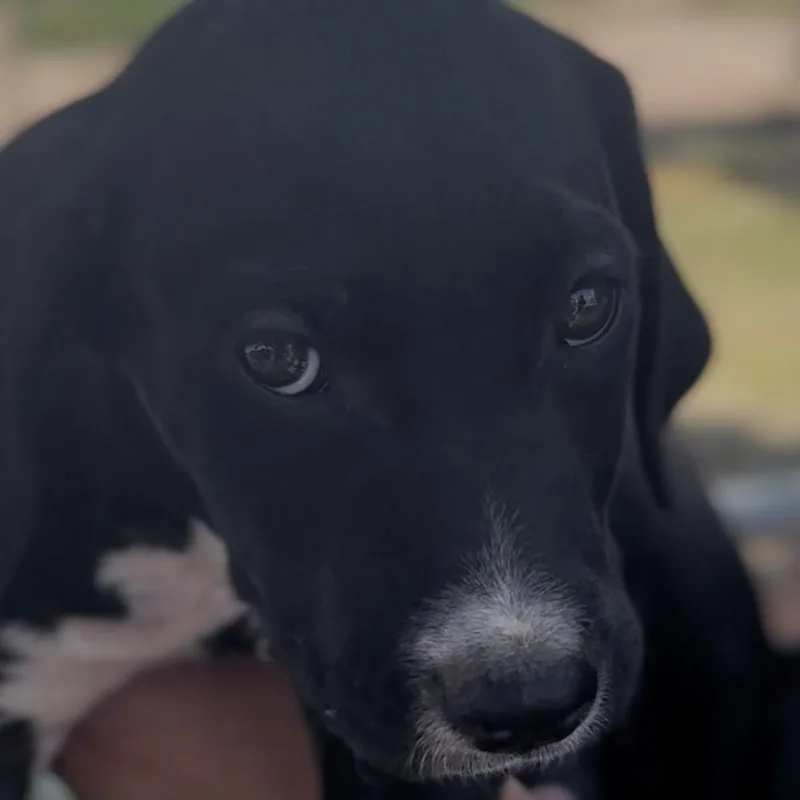 A baby small-sized female Black Golden Retriever dog named Brinley for adoption in Midland, TX