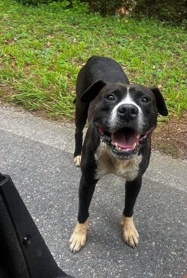 An adult medium-sized male Black Pit Bull Terrier dog named Shadow for adoption in Monticello, GA