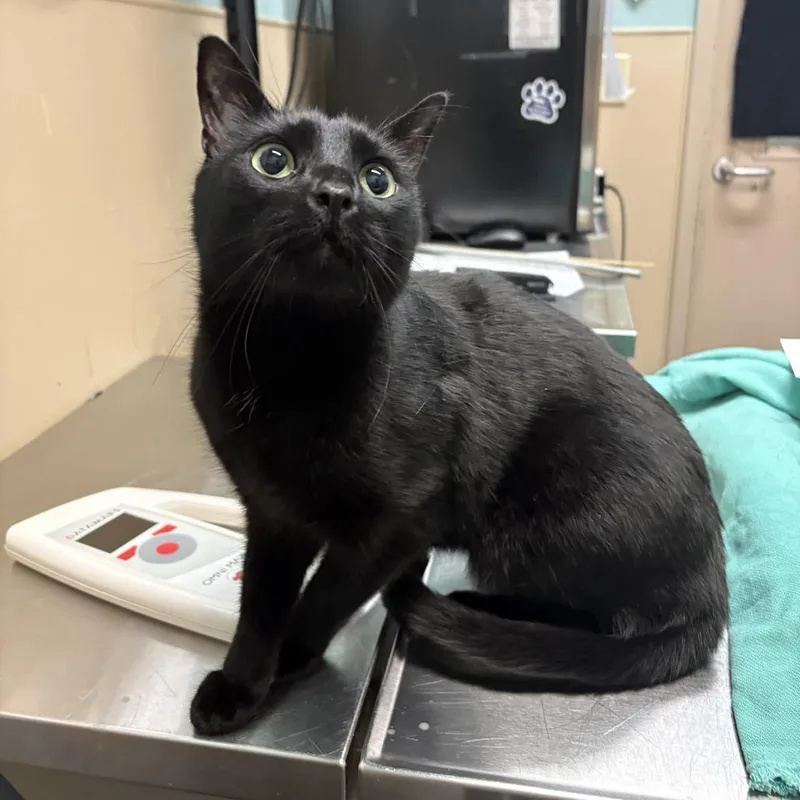 An adult medium-sized male Black Domestic Short Hair cat named Charlie for adoption in Tacoma, WA
