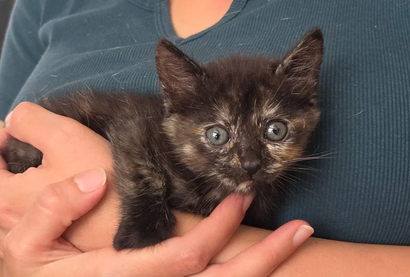 A baby medium-sized female Domestic Short Hair cat named Amber for adoption in San Jose, CA