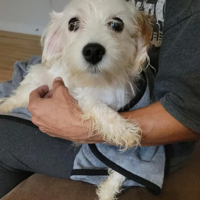 A young small-sized female White / Cream Chihuahua dog named Trixie for adoption in Partlow, VA