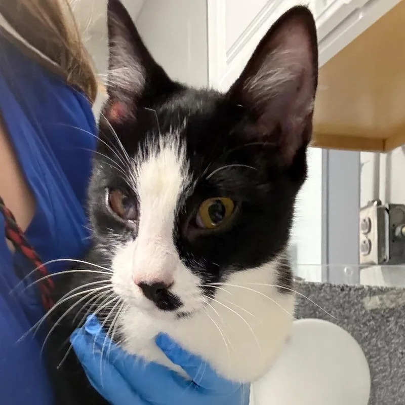 A young medium-sized female Domestic Short Hair cat named Orca for adoption in Greenville, SC
