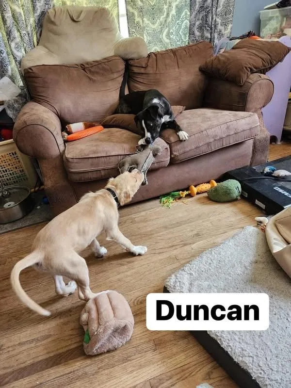 A baby medium-sized male Labrador Retriever dog named Duncan for adoption in Elburn, IL