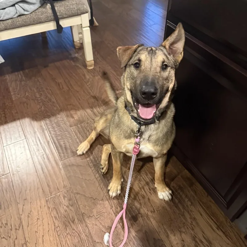 An adult large-sized male Black Mixed Breed dog named Banks for adoption in Georgetown, TX