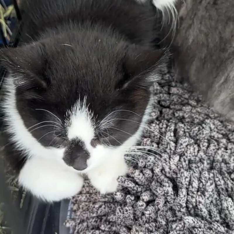 A baby small-sized male Black Domestic Short Hair cat named Lettuce for adoption in Monroe, MI