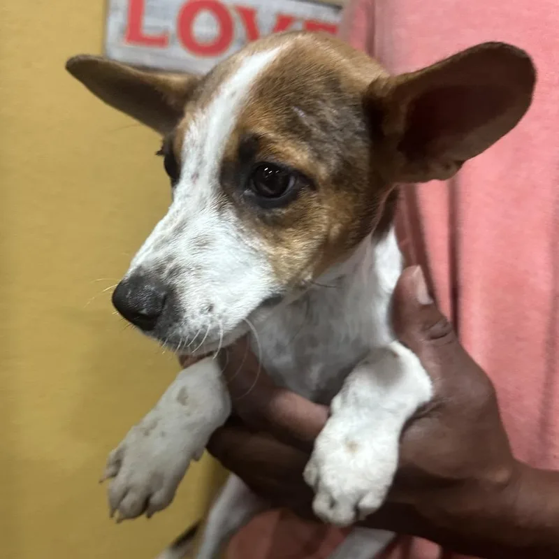 A baby medium-sized female Rat Terrier dog named Lucy Lou Local for adoption in Brookshire, TX