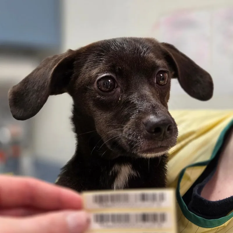 A young small-sized female Black Mixed Breed dog named Peanut Jenkins for adoption in Charleston, WV