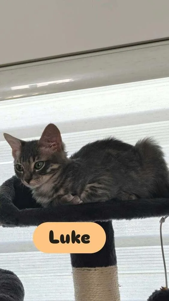 A baby small-sized male Domestic Short Hair cat named Luke for adoption in Orlando, FL