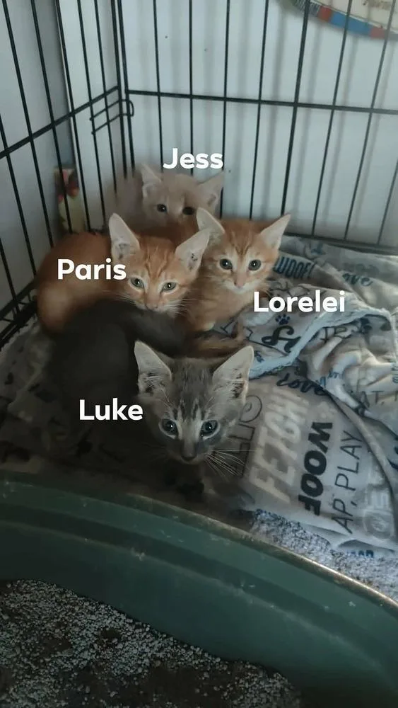Luke thumbnail 2
