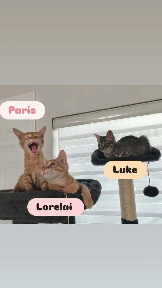 Luke thumbnail 5