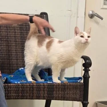 An adult large-sized male Domestic Short Hair cat named Samson for adoption in Phoenixville, PA