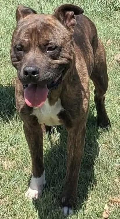 An adult medium-sized male Mountain Cur dog named Walnut for adoption in Cleburne, TX