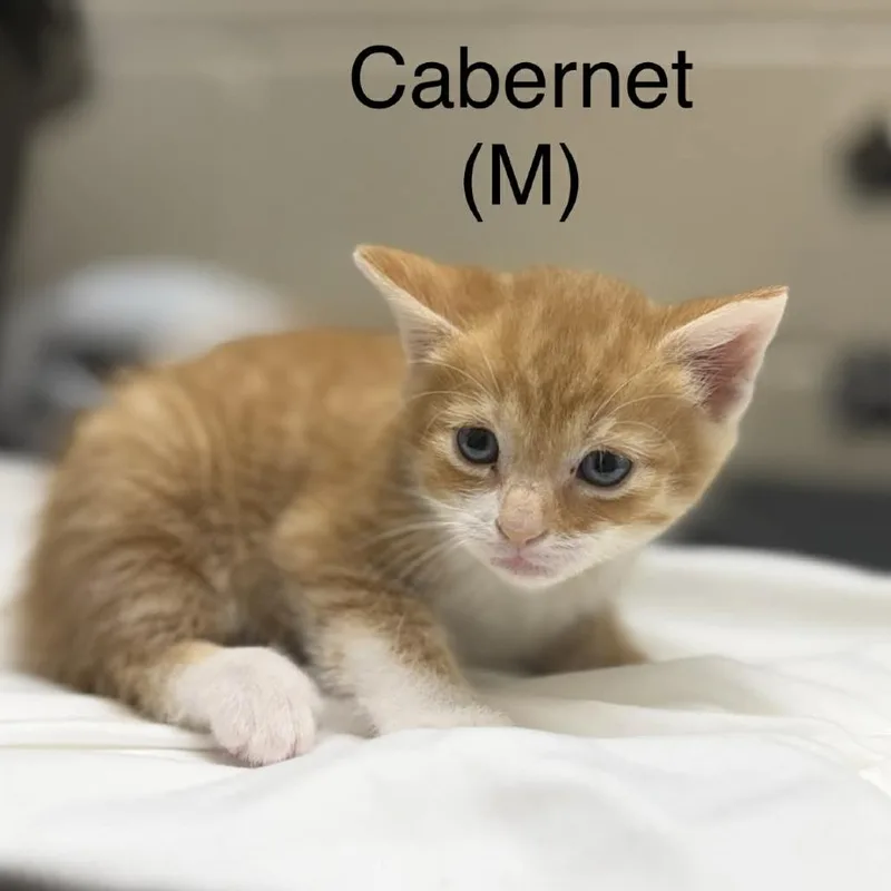 Cabernet thumbnail 2
