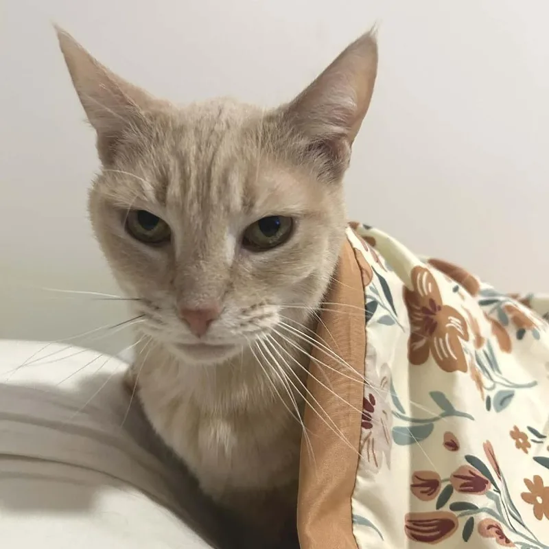 A senior large-sized female Orange / Red Domestic Short Hair cat named Butterscotch for adoption in West Olive, MI