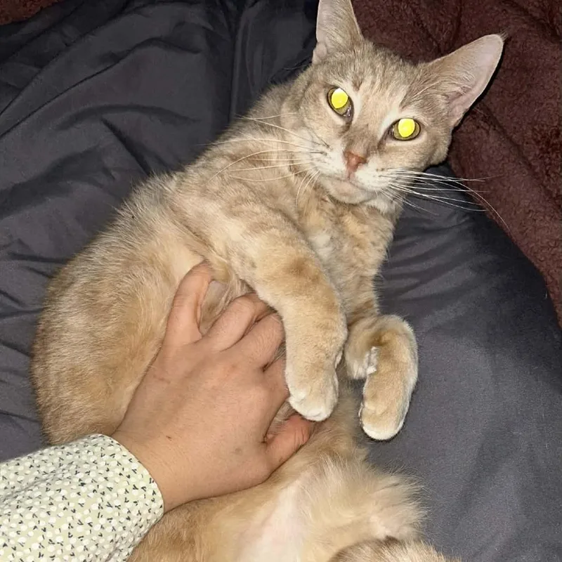 Butterscotch thumbnail 2