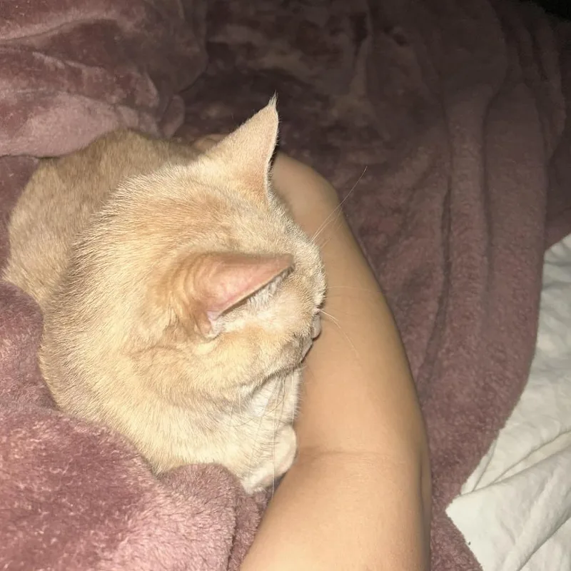 Butterscotch thumbnail 3