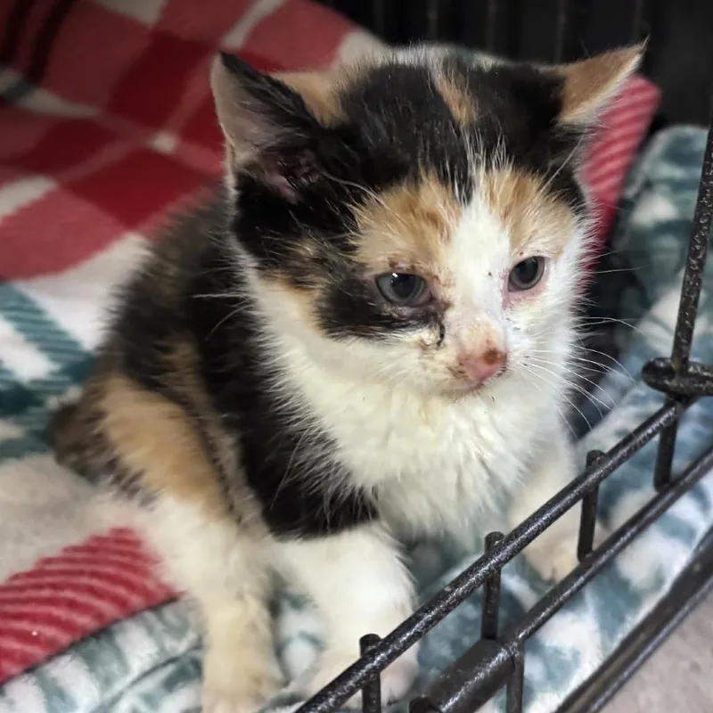 A baby small-sized female Calico Domestic Short Hair cat named Flower Moon for adoption in Brooklyn, NY