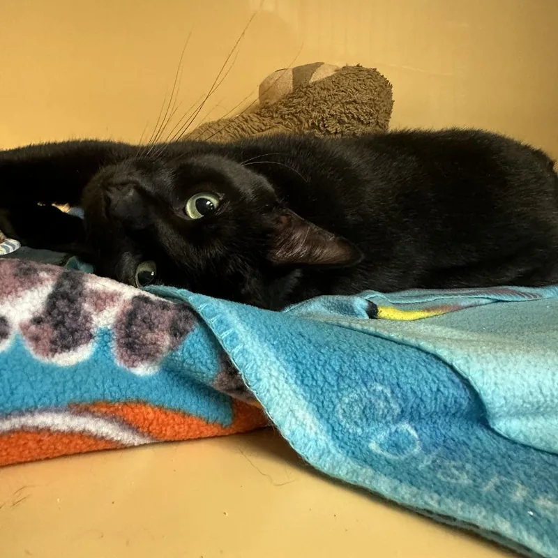 An adult large-sized male Black Domestic Short Hair cat named Sammy aka Alvan for adoption in Hamburg, NY