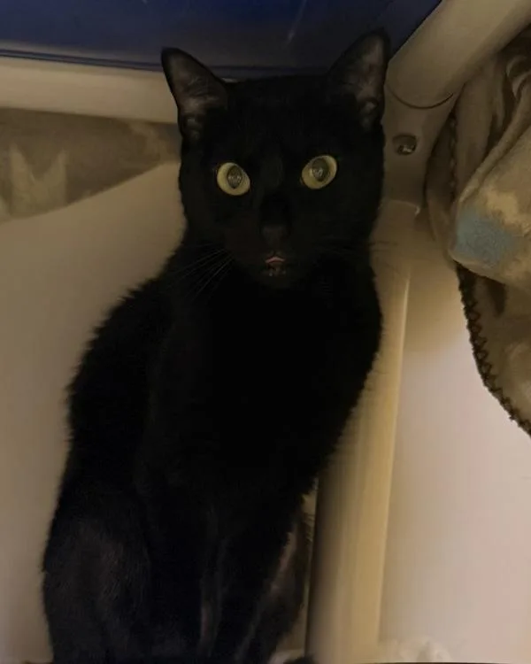 An adult medium-sized female Domestic Short Hair cat named Vi for adoption in Canton, GA