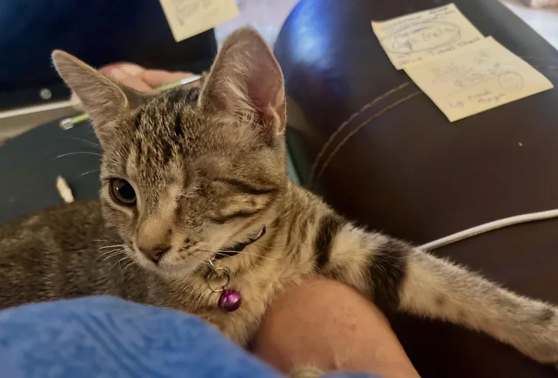 A young small-sized female American Shorthair cat named Mabelle for adoption in Houston, TX