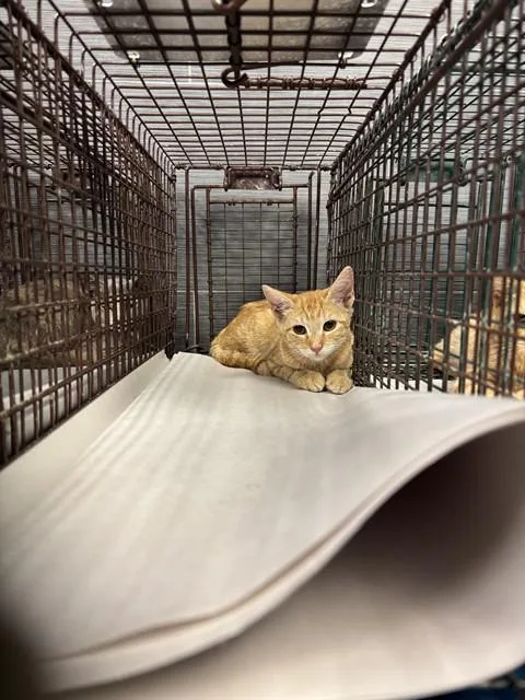 A baby small-sized female Domestic Short Hair cat named Samantha for adoption in Miami, FL