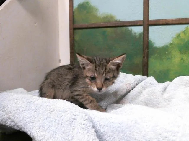 A baby small-sized female Domestic Short Hair cat named Tini for adoption in Houston, TX