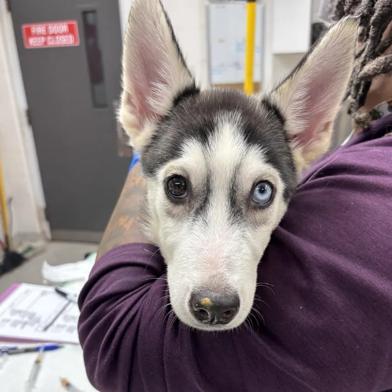 A baby small-sized male Yellow / Tan / Blond / Fawn Husky dog named Rambo for adoption in Indianapolis, IN
