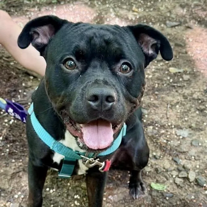 An adult medium-sized female Mixed Breed dog named WooWoo for adoption in Asheville, NC