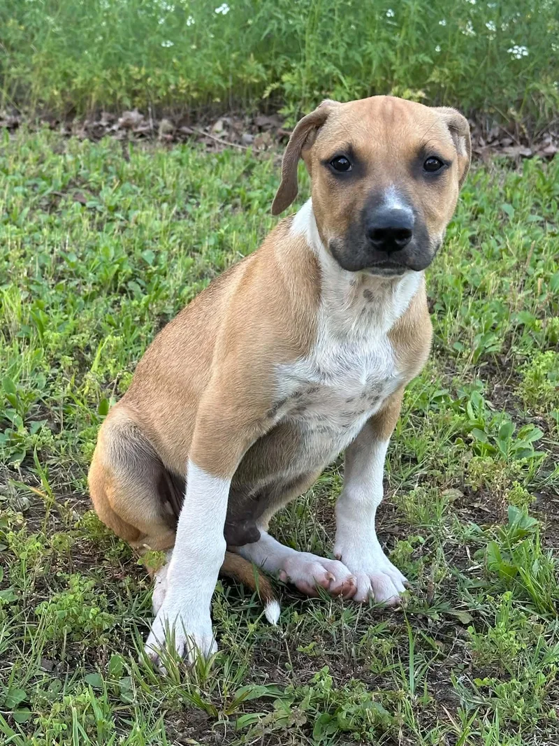 A baby medium-sized male Mixed Breed dog named Major for adoption in Okemah, OK