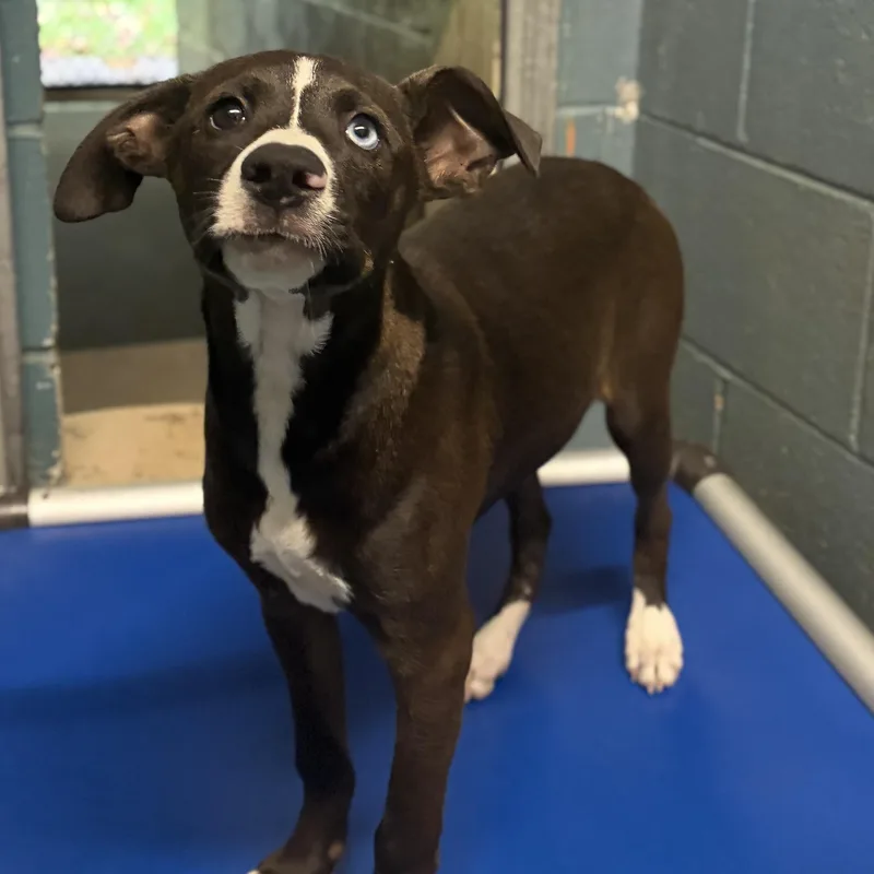 A baby medium-sized female Labrador Retriever dog named Twinky for adoption in Cedarburg, WI