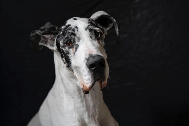 An adult extra large-sized male Gray / Blue / Silver Great Dane dog named Krypto for adoption in Lafayette, CA