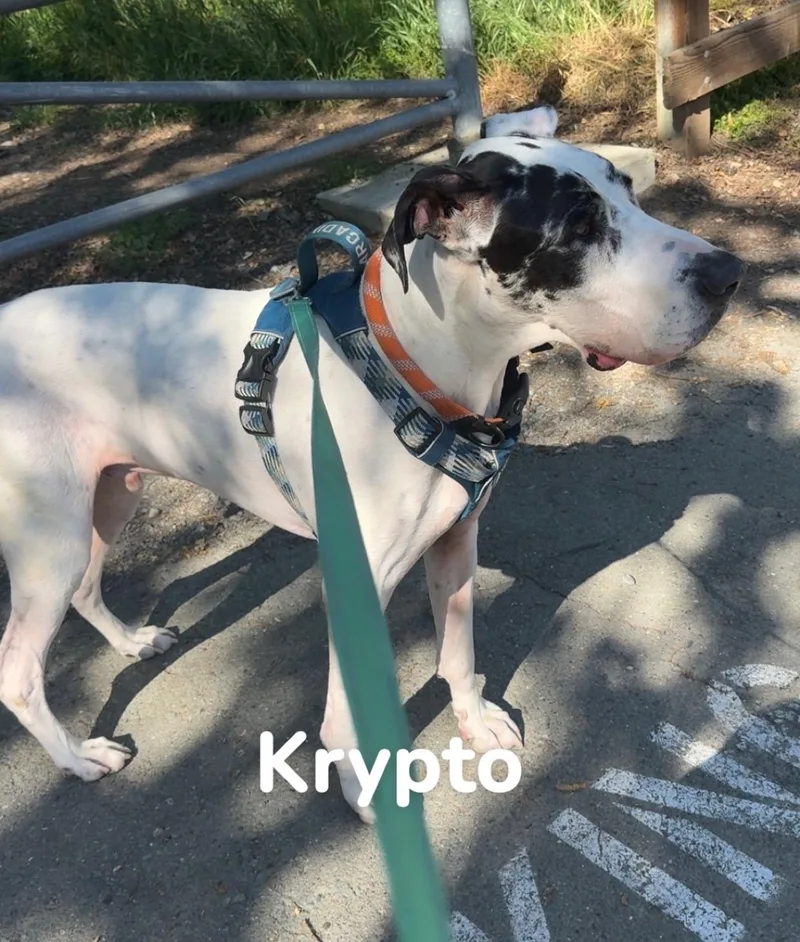Krypto thumbnail 4