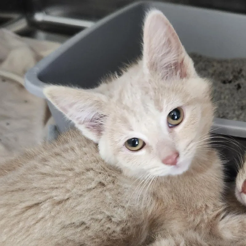 A baby small-sized female Buff / Tan / Fawn Domestic Short Hair cat named Flower for adoption in Columbia Station, OH