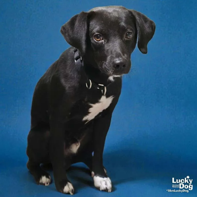 A young small-sized male Beagle dog named Hemlock for adoption in Washington, DC