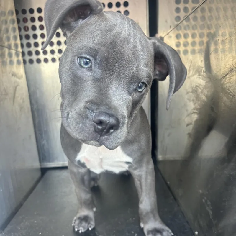 A baby small-sized male Pit Bull Terrier dog named Buck for adoption in Birmingham, AL