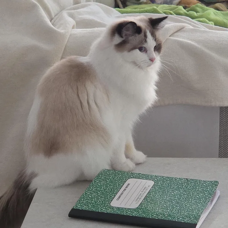 A baby small-sized female Seal Point Ragdoll cat named Charlie for adoption in Miami, FL