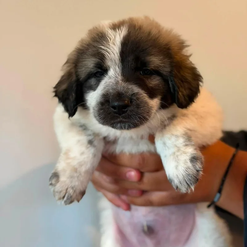 A baby large-sized male White / Cream Anatolian Shepherd dog named Appa for adoption in Agua Dulce, CA