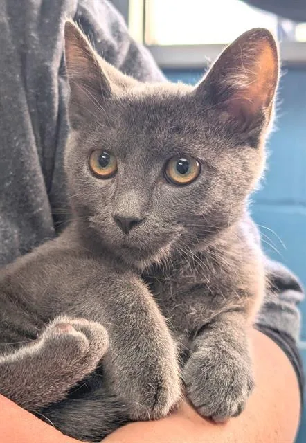 A baby small-sized female Domestic Short Hair cat named Raya for adoption in Canfield, OH