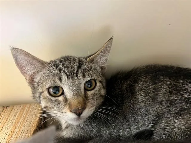 A baby small-sized male Domestic Short Hair cat named Tiger Woods for adoption in Blythe, CA