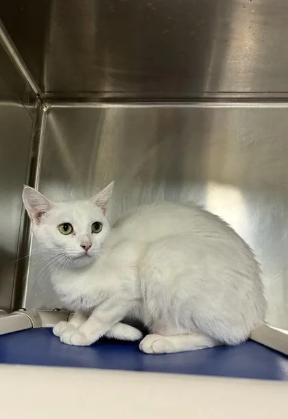 A young medium-sized female Domestic Short Hair cat named Miffy for adoption in Picayune, MS