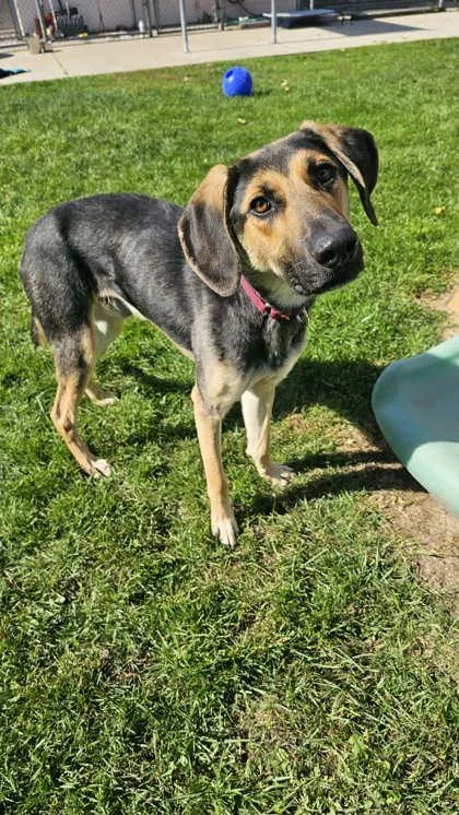 An adult large-sized male Mixed Breed dog named Lenny for adoption in Manitowoc, WI
