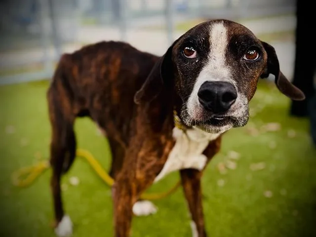 A senior medium-sized male Greyhound dog named Zion for adoption in Orlando, FL