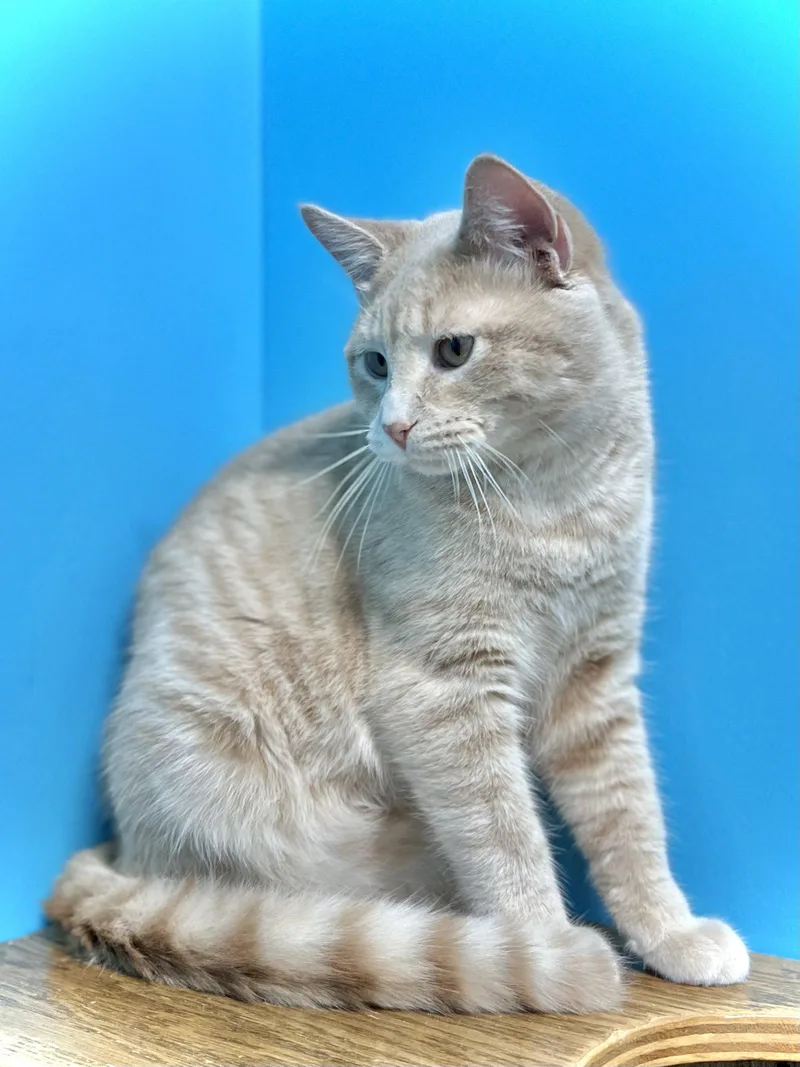 A young large-sized male Buff / Tan / Fawn Domestic Short Hair cat named Luke for adoption in Estherville, IA