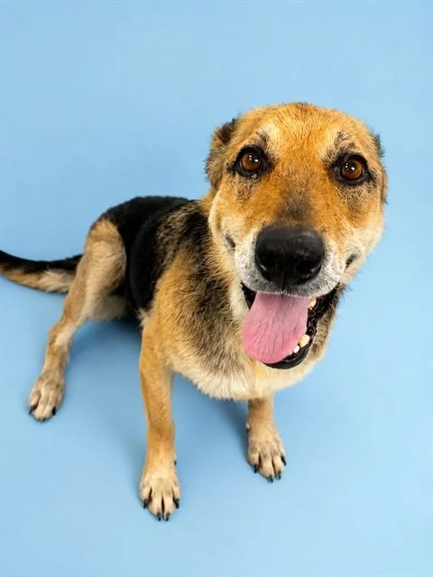An adult large-sized female German Shepherd Dog dog named Nova for adoption in Westminster, MD