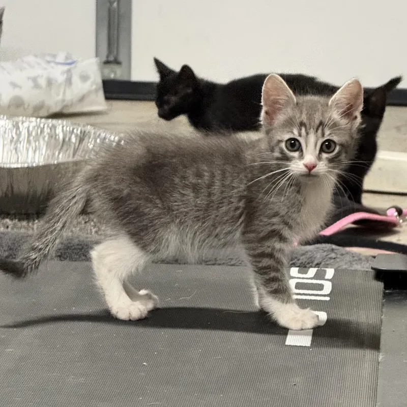 A baby small-sized male Gray / Blue / Silver Domestic Short Hair cat named Grey for adoption in Tustin, CA