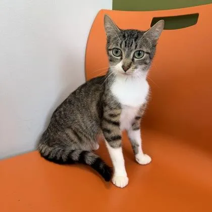 Tigra