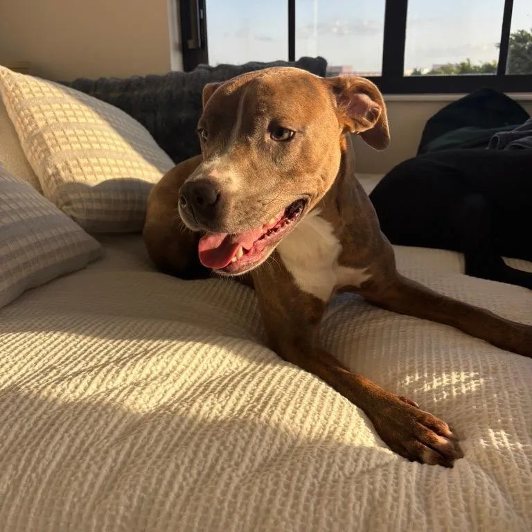An adult medium-sized male Mixed Breed dog named ALPHARETTA Arthur for adoption in Blairsville, GA